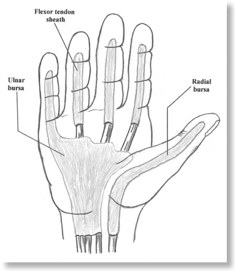 flexor bursa