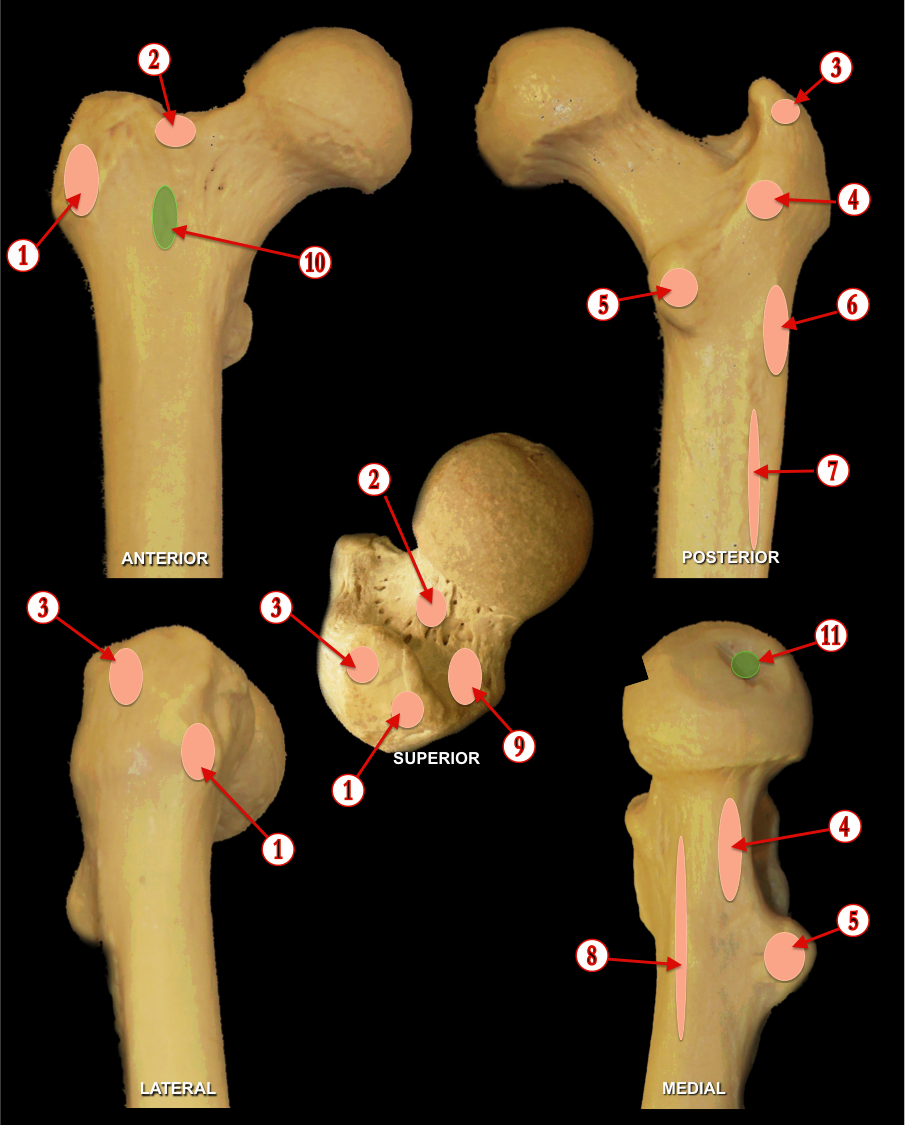 Femur