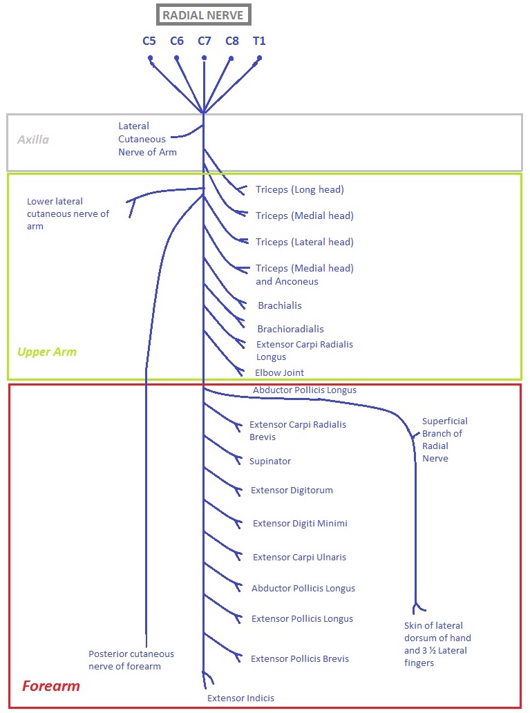 Radial nerve path